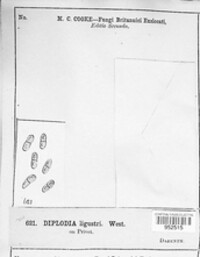 Diplodia ligustri image